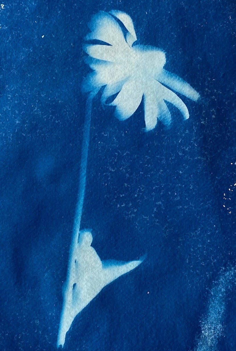 Echinacea Paradoxa Cyanotype