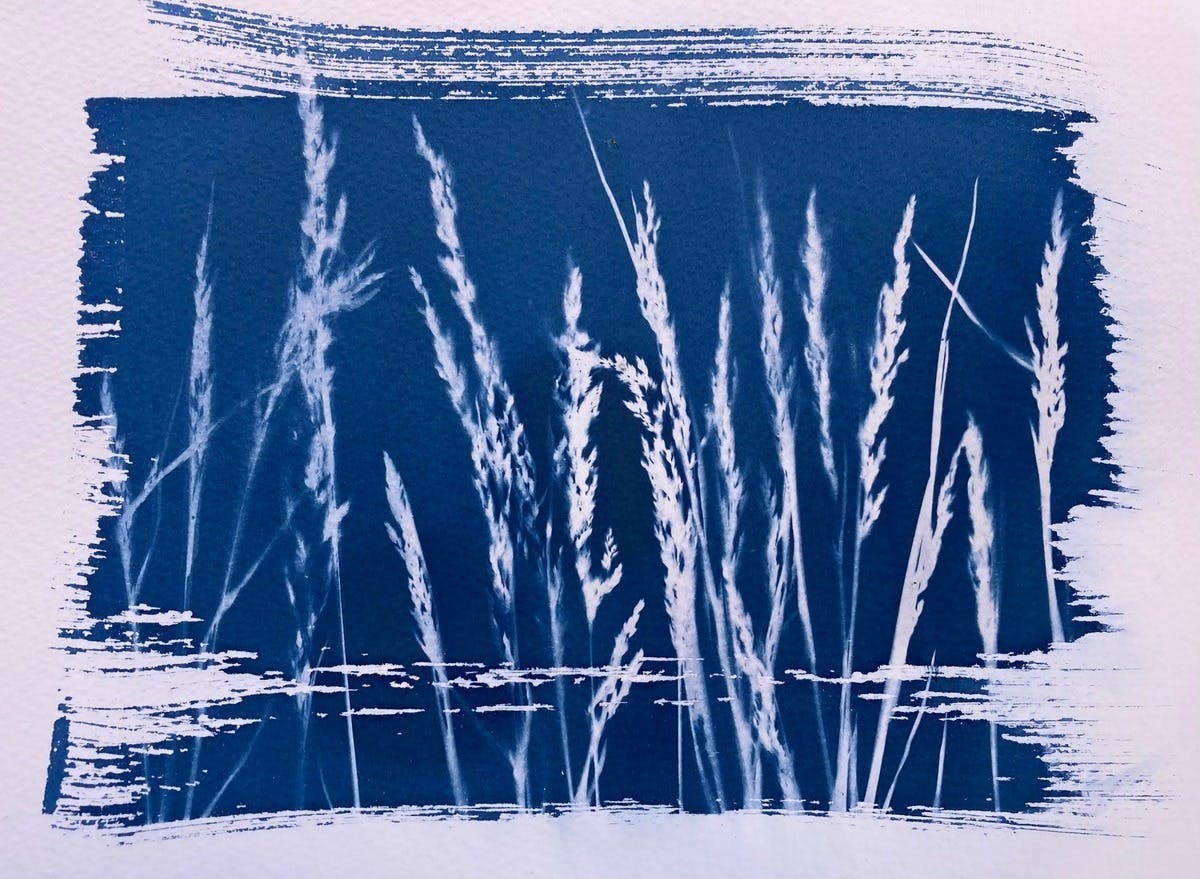 Grass Feild Cyanotype